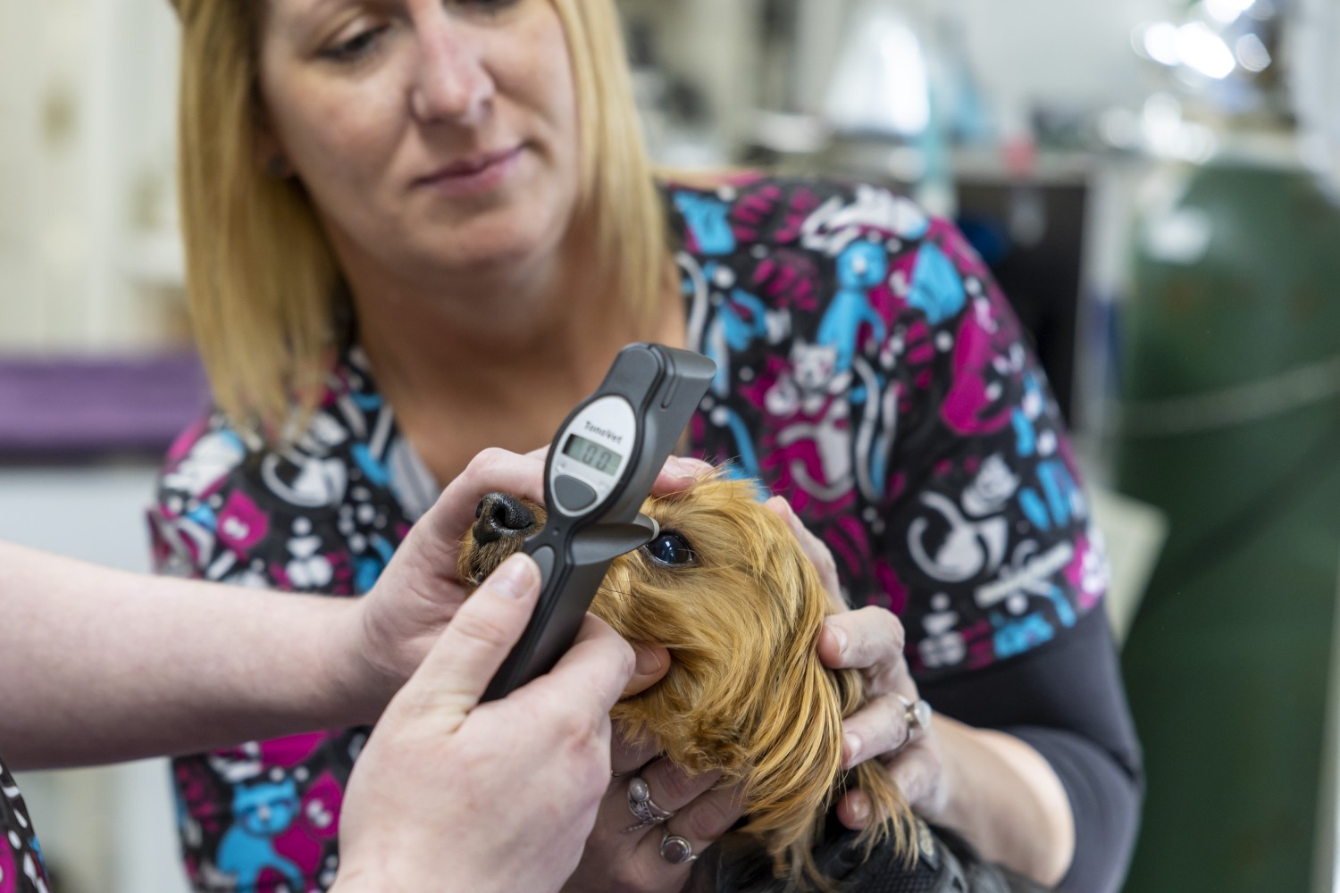 Pollock Pines Veterinary Hospital - Using Eye Pressure Machine on Dog
