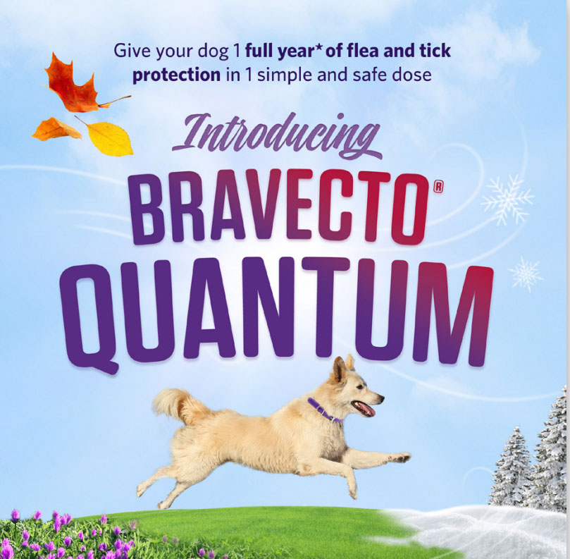 Bravecto Quantam Ad